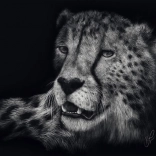 Gepárd sebessége puzzle 1000 darab SCHMIDT