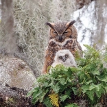 COBBLE HILL kirakó Virginiai uhu 1000 darab