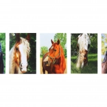 Jegyzettömb ló motívummal MINI 40l, 6x8,5 cm