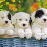 RAVENSBURGER Puzzle Bájos kölyökkutyák XXL 200 darab