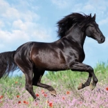 Ravensburger puzzle Szép lovak 200 darab