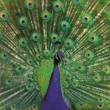 RAVENSBURGER puzzle fenséges páva 500 darab