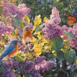 Cobble Hill puzzle Tavaszi előadás 500 darab